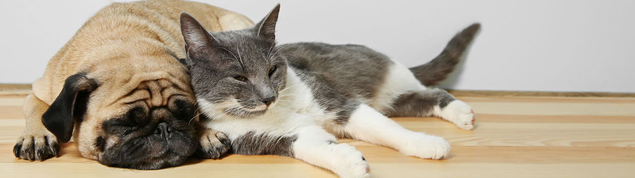 pet.jpg
